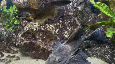 Göppingen - Wels „Willibald“ findet im Vereinsheim der Aquarien- und Terrarienverein Zierfischfreunde Göppingen ein neues Zuhause