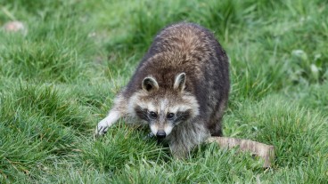 Eislingen - Ansprechpartner bei Konflikten mit Wildtieren