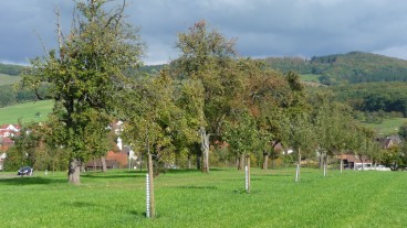 Eislingen - Streuobstförderprogramm startet wieder