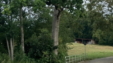 Göppingen - Stadt bittet Eigentümer und Waldbesitzer, Bäume, Hecken und Büsche zu kontrollieren