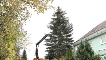 Eislingen - Stadt sucht schön gewachsene Tannen für die Weihnachtszeit