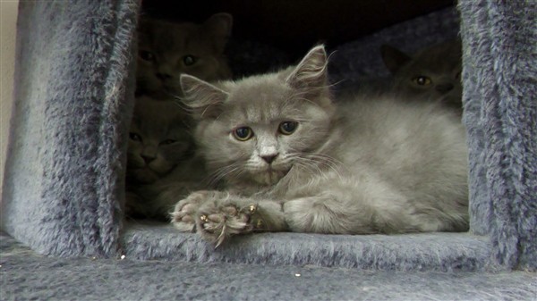 Geislingen: Viele Babys, neue Hoffnung - So geht es den Herzeleid Katzen heute