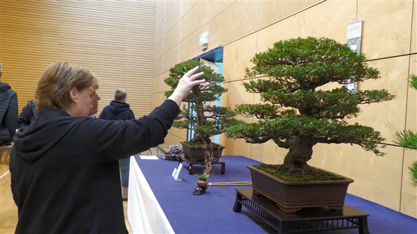 Salach: Bonsai-Ausstellung bietet kleine Bäume, aber große Faszination 
